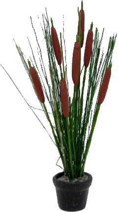 Potted Cattail