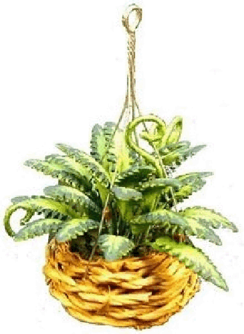 Hanging Basket of Ferns