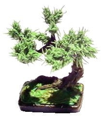 Miniature Scale Bonsai Tree