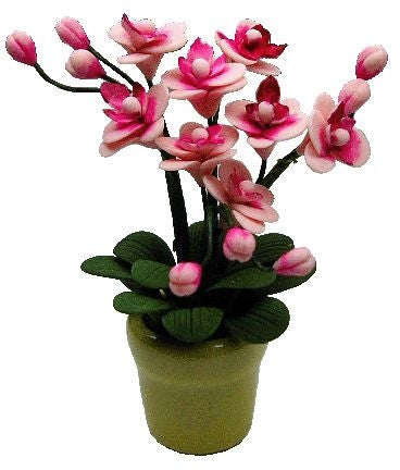 Light Pink Orchid, Soft Yellow Pot.