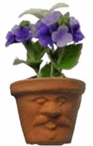 African Violets in Face Pot
