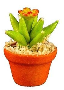 Flowering Spiky Cactus in Pot