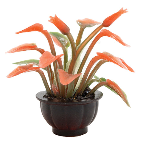 Red/Orange Plant in Brown Pot