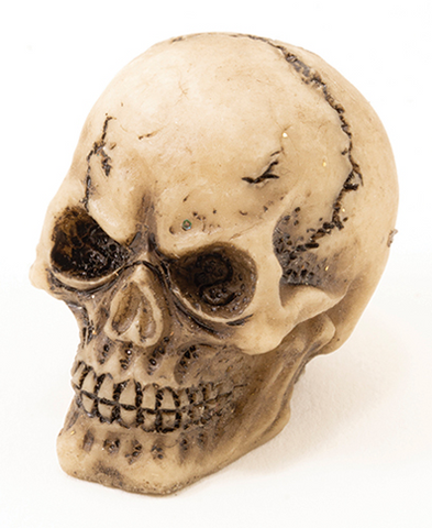 Aged Skull