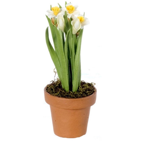 White and Yellow Daffodils in Round Terracotta Pot