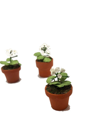 Small Potted White Geranium
