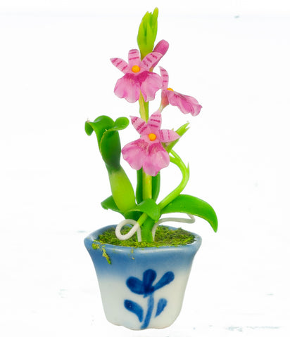 Pink Orchid with Blue and White Pot