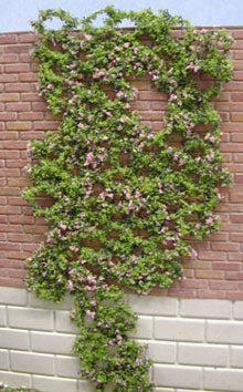 Flowering Vine, 10" tall, Fuchsia Pink