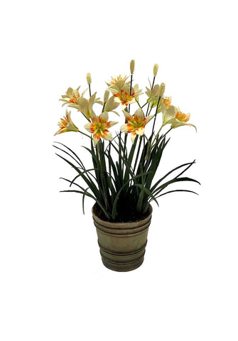 Golden-rayed Lily in Pot