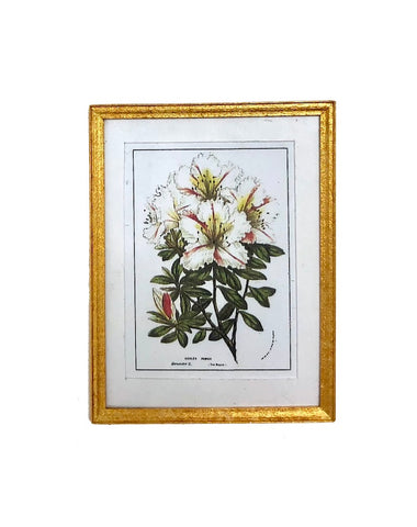 Azalea Botanical Print