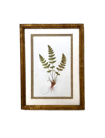 Botanical Print - Rabbit's Foot Fern