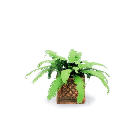 Miniature Fern in Square Planter by Judy Travis