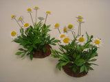 Garden Daisies, SOLD OUT