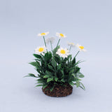 Miniature Garden Daisies by Judy Travis
