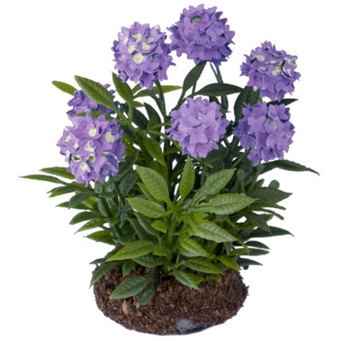 Garden Hydrangea, Purple