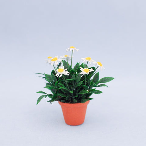 Miniature Scale Pot of White Daisies by Judy Travis