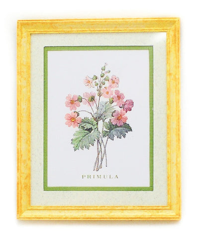 Botanical Print, Primula,  P47K