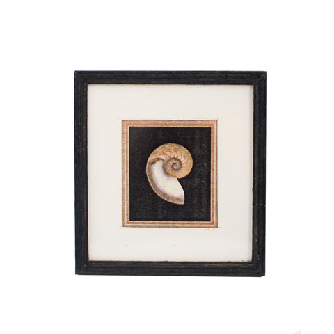 Print, Matted and Framed, Seashell