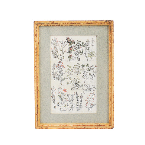 Framed and Matted Botanical Print P40