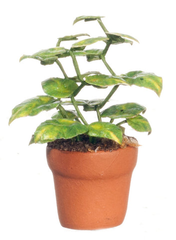 Small Philodendron Green Plant in Terra Cotta Pot
