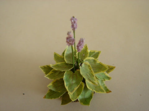 Hosta, varigated leaves