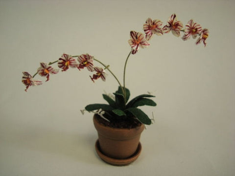 Phalaenopsis Moth Orchid, Candy Cane Colors