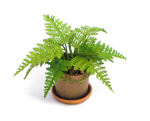 Potted Rabbit Foot Fern
